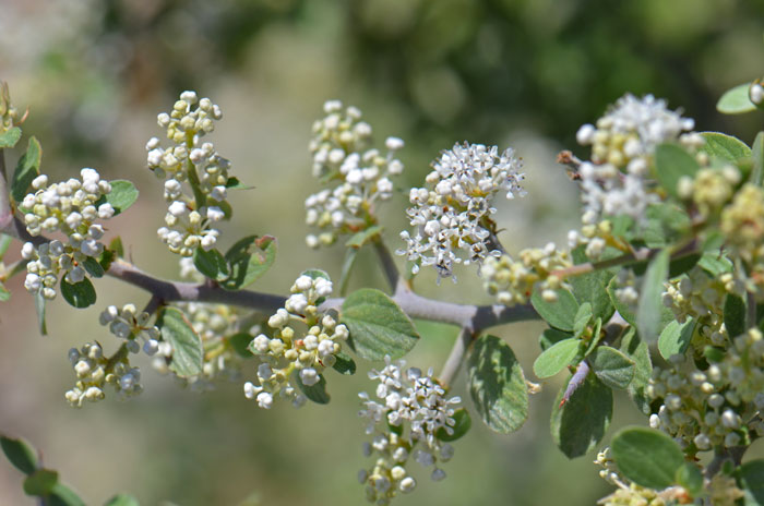 Note round, gray twigs; Ceanothus greggii, Desert Ceanothus Ceanothus greggii, Desert Ceanothus